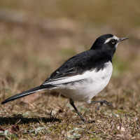 Japanese Wagtail